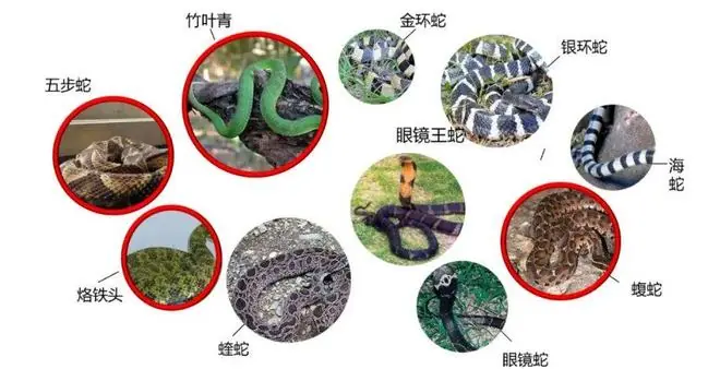 国内目前危害较大的毒蛇种类 图源：华西第四医院