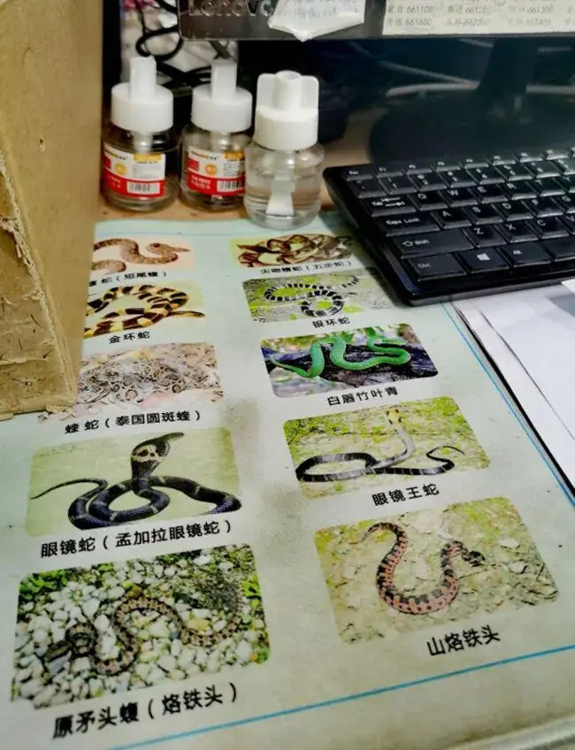 图为医院将当地毒蛇种类照片制作成鼠标垫，便于医生救治时及时识别蛇的种类 红河州第三人民医院供图